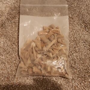 Large bag of fossilized shark teeth